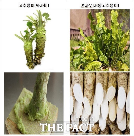 고추냉이(와사비)와 겨자무(서양고추냉이) 비교 사진 재구성. / 식약처 제공