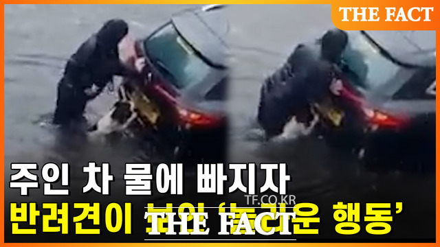 물에 빠진 차를 꺼내려고 하는 운전자와 이를 돕는 강아지의 모습이 담긴 영상이 SNS에 올라와 화제다.