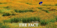  가을을 알리는 '황화코스모스 물결' [TF사진관]