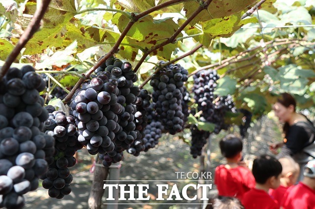 영동포도축제 자료사진. / 영동군 제공