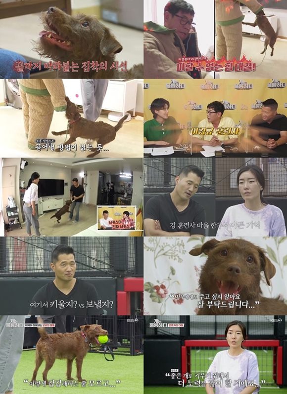 16일 오후 방송된 KBS2 개는 훌륭하다에서는 지난주에 이어 짖는 소리를 내며 광기 어린 공격성으로 동거견을 괴롭힌 페터데일테리어 보리의 훈련 과정이 공개됐다. / KBS2 개는 훌륭하다 캡처