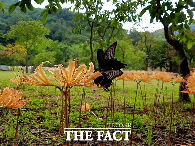 불갑산 관광단지 내에 함초롬히 핀 상사화와 산제비나비 한쌍./영광=이병석기자