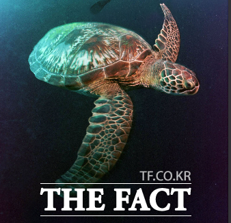 제주해안에서 바다거북 사체가 또 발견되었다. 멸종위기종인 바다거북들이 폐그물 같은 해양쓰레기로 목숨을 잃거나 위협받고있다.