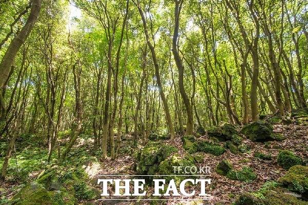 다양한 희귀동·식물이 분포한 제주의 허파 곶자왈을 보호하기 위한 매수사업이 매우 부진한 것으로 나타났다. /제주곶자왈도립공원 제공