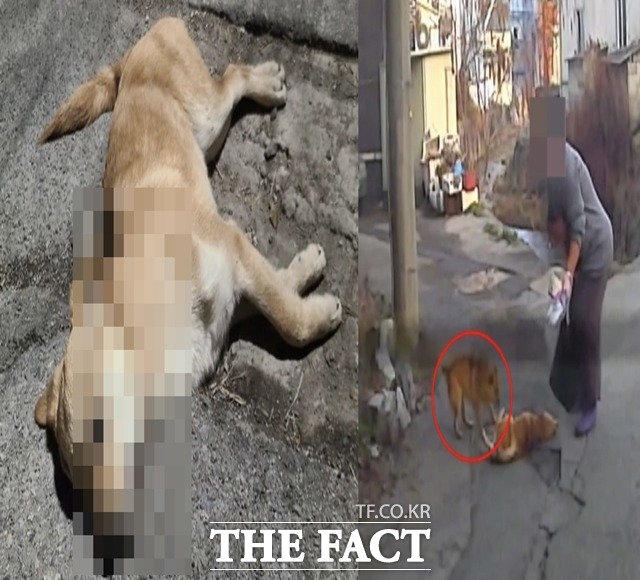 지난 3월, 스타렉스 차량에 치어 사망한 새끼 유기견과 사고 당시 블랙박스 영상 캡처./동물자유연대 캡처