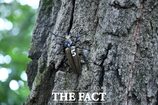산림청 국립수목원은 천연기념물인 장수하늘소의 생태학적 정보를 파악하기 위해 10개체에 소형 레이더 추적장치를 부착한 후 광릉숲에 방사했다. /산림청 국립수목원 제공