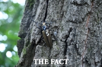  천연기념물 장수하늘소의 모든 것을 밝힌다