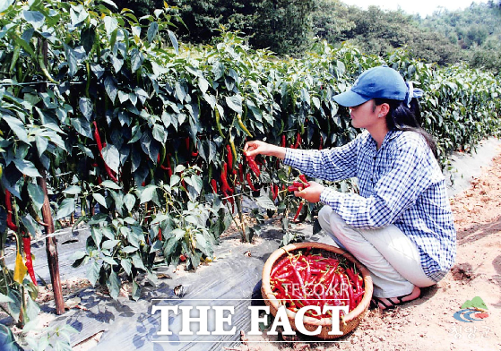 충남 청양군이 올해 생산된 청양산 건고추를 작년보다 할인된 가격에 판매한다. /청양군청 홈페이지