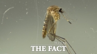  충남서 일본뇌염 매개 모기 첫 발견