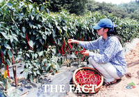  청양군, 올해 건고추 판매 가격 인하