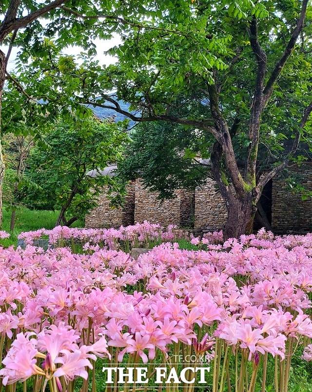 불갑사 관광단지 내 분홍상사화가 흐드러지게 피어있다. / 영광 = 이병석 기자