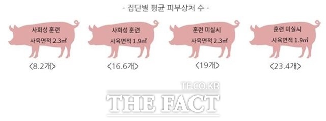 돼지 집단별 평균 피부상처 수. /농진청 제공