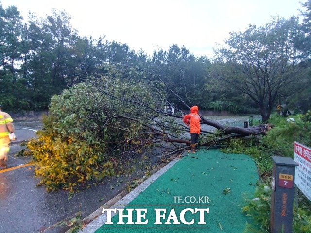 25일 오후 3시18분쯤 영천시 화북면 국도에서 A씨(60대)가 몰던 1톤 화물차가 가로수를 들이받았다. 본 사진은 내용과 무관함./더팩트DB