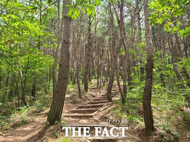 월아산 등산로 소나무숲 / 국립산림과학원 제공
