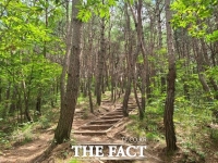  여름철 소나무숲 피톤치드 공업지역보다 5.6배 높아