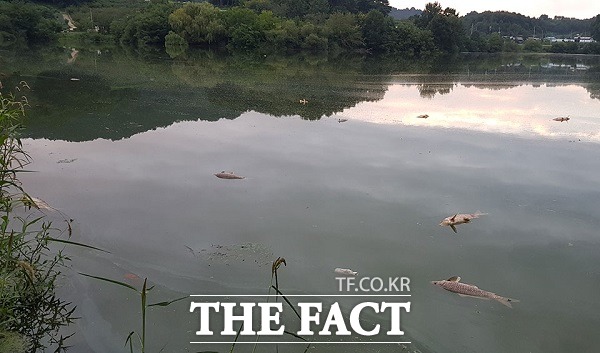 안동 풍천면 소산저수지에서 물고기 수백마리가 폐사되어 당국이 조사에 나섰다./안동=이민 기자