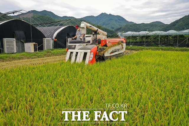 29일 충북 영동군 상촌면 하도대리 남기생씨가 조생종인 운광벼를 수확하고 있다. / 영동군 제공