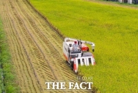  충북 영동서 폭염 이겨낸 벼 첫 수확…'작황 좋아'