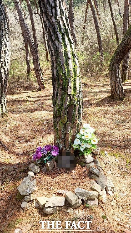 천년사찰 의성 고운사가 불법조성한 수목장./의성=이민 기자