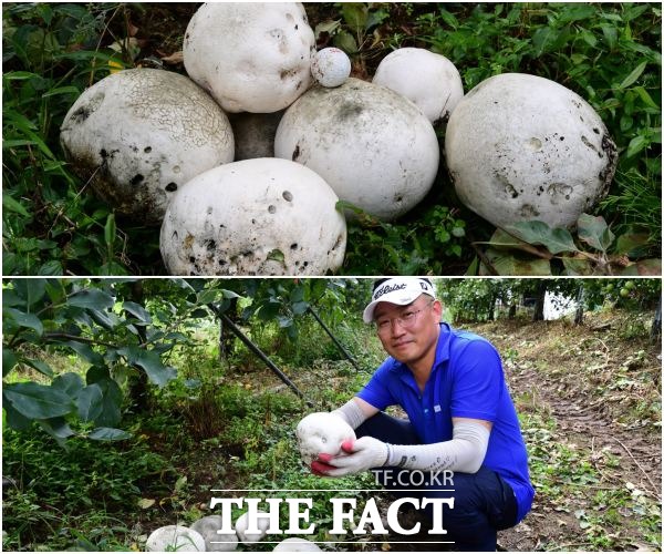 세계적 희귀종으로 알려진 댕구알 버섯(Calvatia nipponica)이 전북 남원시 운봉읍 화신마을 허인성(44세)씨 사과밭 농장에서 7개가 동시에 발견돼 화제다. /남원시 제공