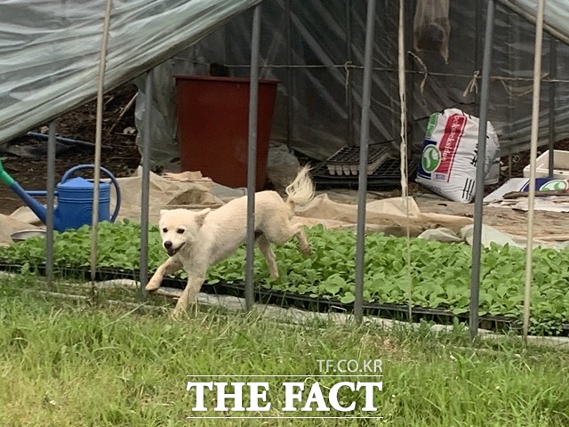 실종된 90대 할머니가 함께 있던 백구 덕분에 무사히 구조됐다. / 홍성경찰서 제공