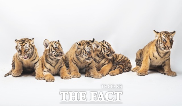 에버랜드는 최근 태어난 한국호랑이 5남매의 이름을 공모한다./에버랜드 제공