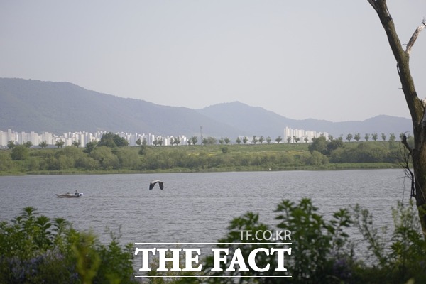 6일 오전 6시쯤 고령군 다산면 은행나무숲 인근에서 A씨(40대)가 승용차를 몰고 낙동강으로 돌진해 숨졌다. 은행나무숲 모습./이성덕 기자