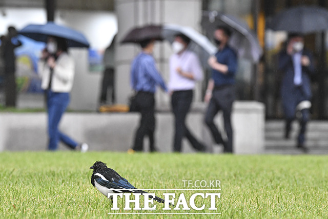 수요일인 8일은 전국이 대체로 흐리고 약한 비가 내리거나 빗방울 떨어지는 곳이 많겠다./윤웅 기자