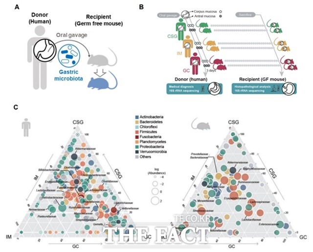 위강내 미생물군집 이식(GMT)과 GMT 전후의 사람과 마우스의 위강 마이크로바이옴/경상국립대 제공