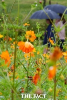  [오늘의 날씨] 태풍 '찬투' 영향, 제주는 비 소식...큰 일교차 '조심'