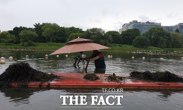 일산호수공원의 자연호수에서 작업자가 고사 식물 등 호수 박닥에 쌓인 침전물을 건져내고 있다./고양시 제공