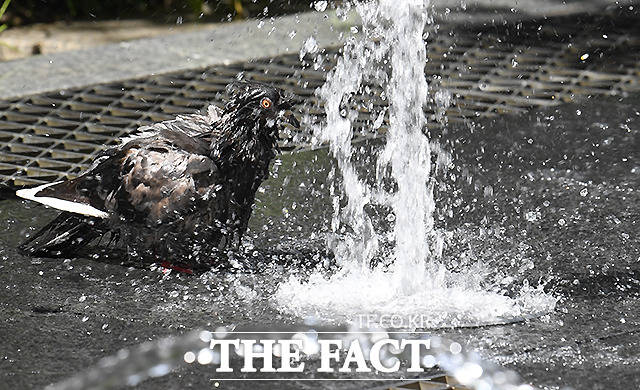 수도권 등 중부지방에서 맑고 더운 날씨가 이어지는 16일 오후 서울 중구 명동 일대 한 분수대에서 비둘기들이 목욕을 하거나 물을 마시며 더위를 식히고 있다. /이새롬 기자