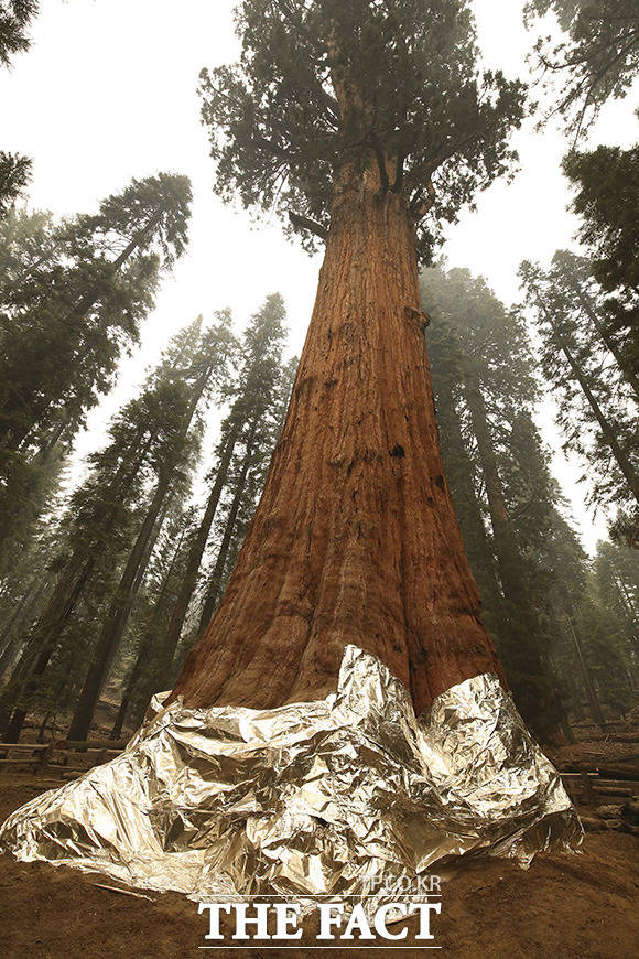 22일(현지시간) 미 캘리포니아주 세쿼이아 국립공원에 있는 제너럴 셔먼 트리가 산불로부터 보호받기 위해 방염 막에 싸여 있다. /세쿼이아국립공원=AP.뉴시스