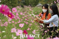  민간인 학살 영동 노근리 평화공원에 코스모스 '물결'