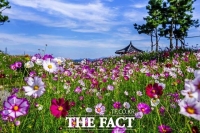  서산 천수만A지구 코스모스 '만개'...힐링공간으로 자리매김