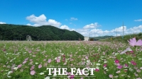  하동 북천 코스모스·메밀꽃 개화 시작…꽃단지 개방