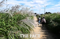  걷고 싶은 억새길 [포토]