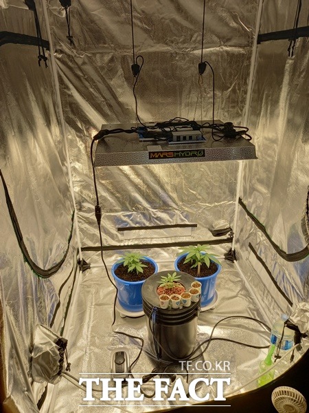 대마 재배 사진 / 인천세관 제공