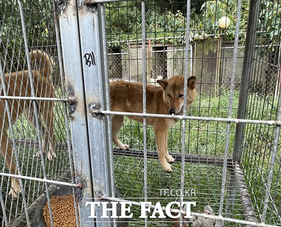 진도군 식용 개농장에서 발견된 천연기념물 제53호 ‘가을’/라이프 제공.