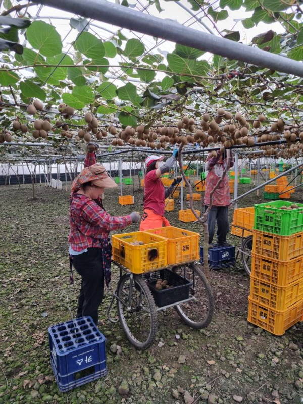 제주시 애월읍 농가에서 ‘스위트골드’ 키위를 첫 수확하고 있다./제주도 제공