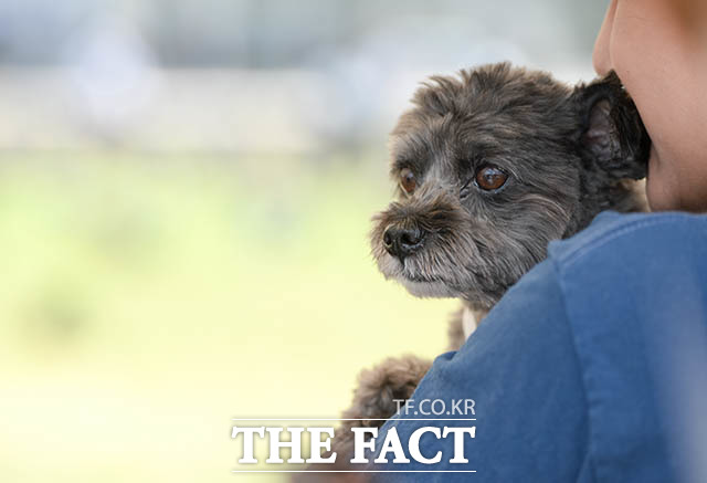 농촌진흥청이 일교차가 크고 건조한 가을철, 면역력이 약해지기 쉬운 노령견을 건강하게 돌보는 방법을 12일 소개했다. /더팩트DB