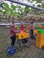  제주도,국내 육성 신품종 '스위트골드' 키위 본격 수확