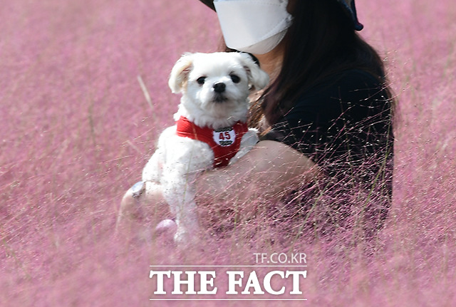 완연한 가을날씨의 서울 마포구 하늘공원을 찾은 시민들이 핑크뮬리를 보며 가을을 만끽하고 있다. /이동률 기자