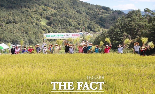 함양군 마천 도마마을 다랑이논에서 서춘수 군수를 비롯한 참석자들이 전통방식의 벼베기 및 수확을 재현하고 있다./함양군 제공
