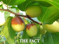  보은 생대추 첫 수출 길...200kg 싱가포르 식탁 올라