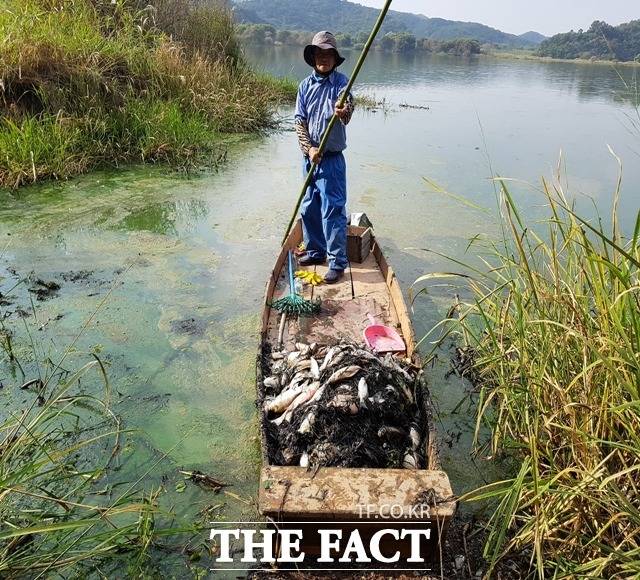 창녕 우포늪에서 집단 폐사한 붕어 사진./창녕환경운동연합 제공
