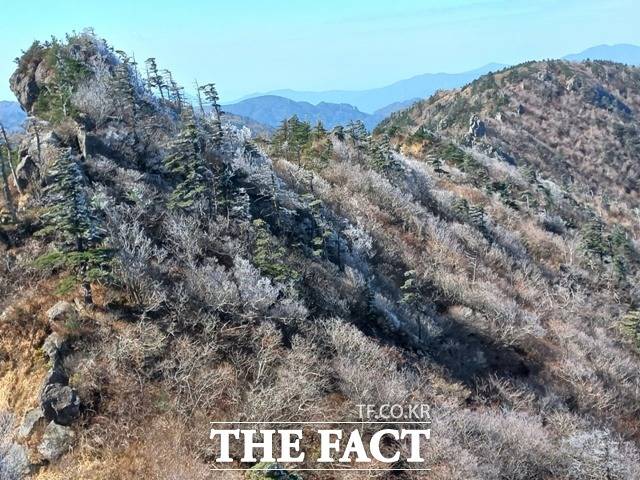 지리산 주 능선 일대에 핀 상고대/지리산 경남사무소 제공