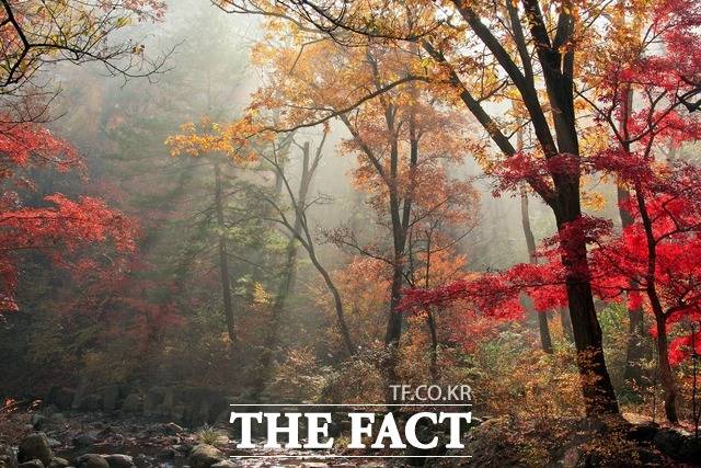 당단풍나무와 복자기로 붉게 물들어 국립수목원에서 단풍명소로 꼽히는 육림호 인근 풍경. /국립수목원 제공