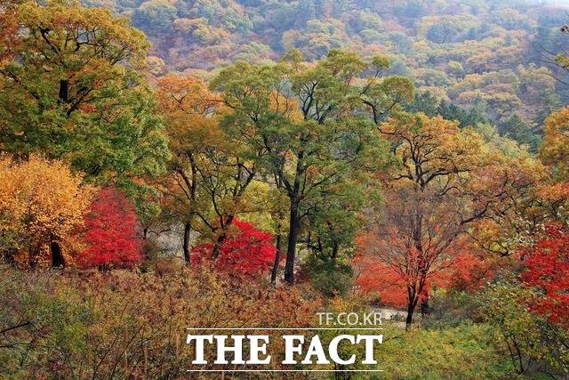 국립수목원 키 작은 나무들의 언덕에서 바라본 가을 단풍 풍경. /국립수목원 제공