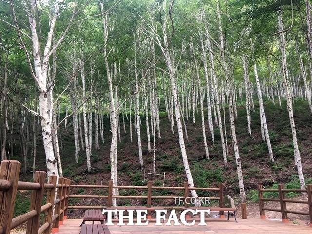 김천 치유의 숲 / 산림청 제공